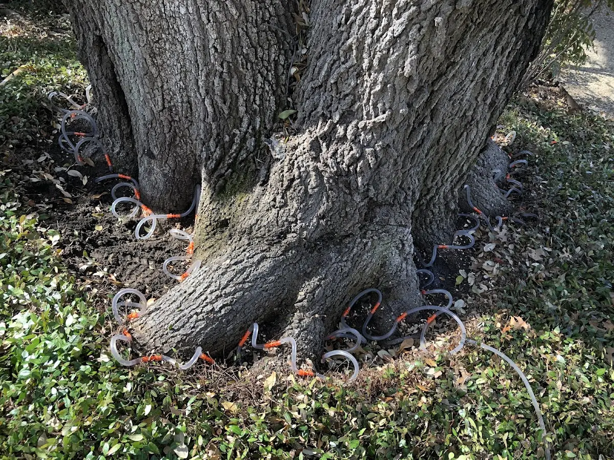 Detailed Tree Cabling and Bracing job site in Brooksville